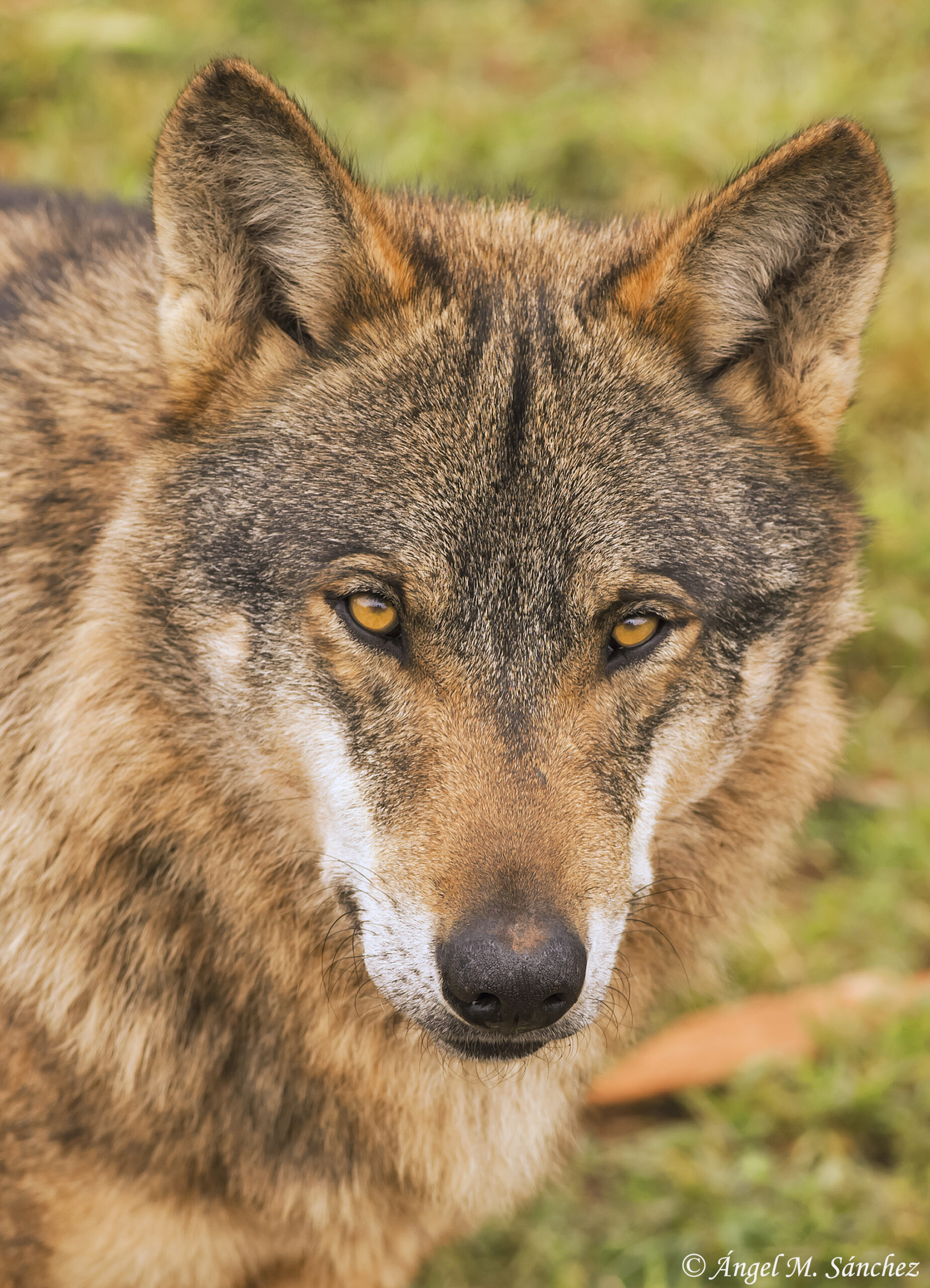 Salva al lobo mítico del Páramo que debía matar