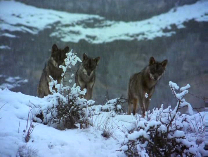 Soñar con lobos  conecta la Inteligencia Natural del Universo