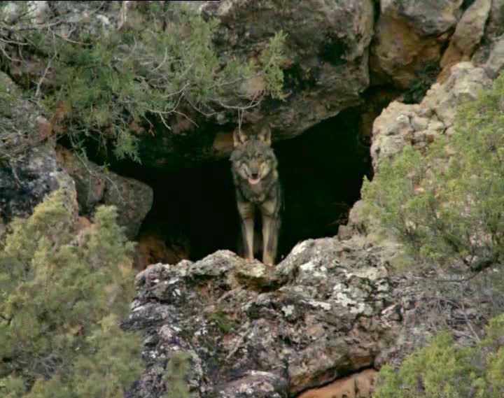 La loba coja se convierte en la loba Sibila