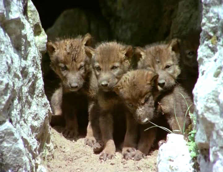 Una camada de adorables lobeznos nace en el Páramo